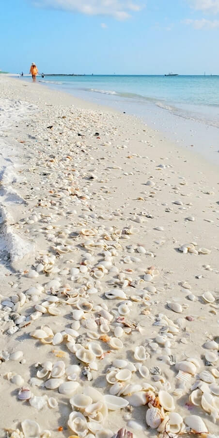 Best Marco Island shelling: marco island shells. best marco island beaches for shelling. marco island seashells. gulf coast florida travel blog