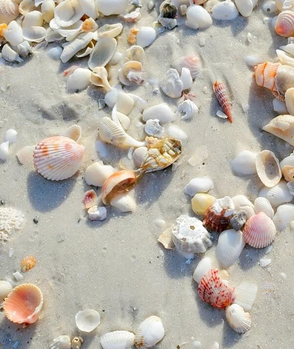 Best Marco Island shelling: marco island shells. best marco island beaches for shelling. marco island seashells. gulf coast florida travel blog