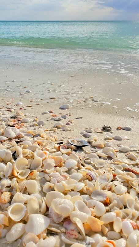 Best Marco Island shelling: marco island shells at south beach. marco island seashells. gulf coast florida travel blog