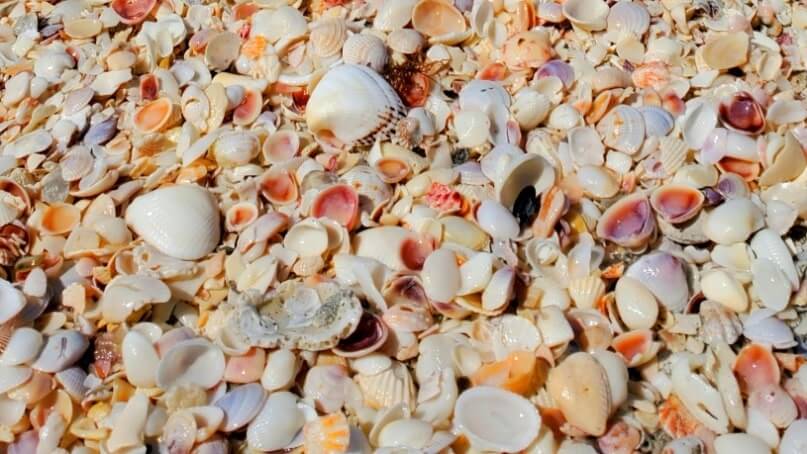 best southwest florida beaches for shelling. best shelling beaches in southwest florida. florida travel blog