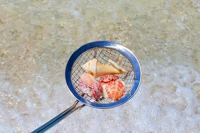 best southwest florida beaches for shelling. best shelling beaches in southwest florida. florida travel blog