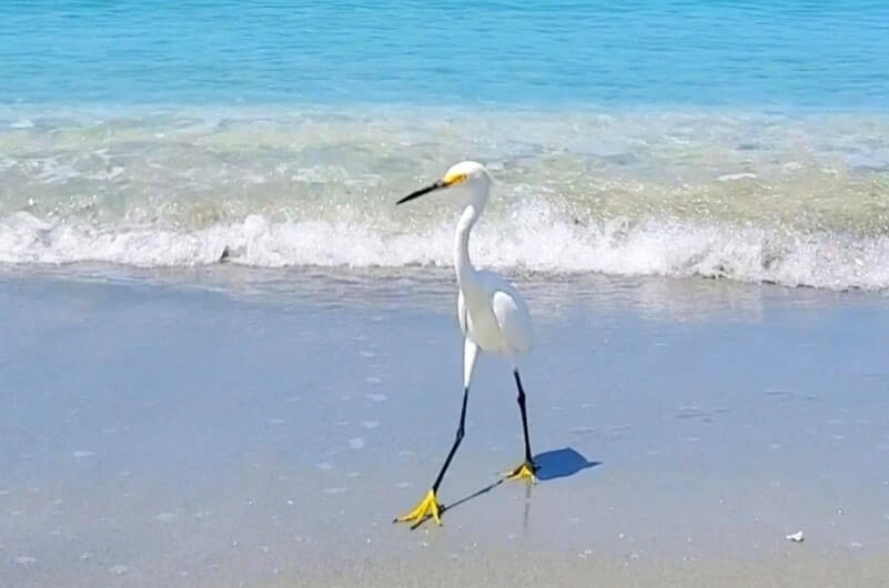 best things to do in southwest florida. best florida gulf coast beaches in southwest florida. best places to visit in southwest florida. sw florida travel blog