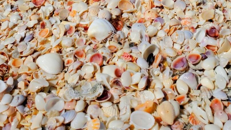 best things to do in southwest florida: best shelling in southwest florida. sw florida travel blog