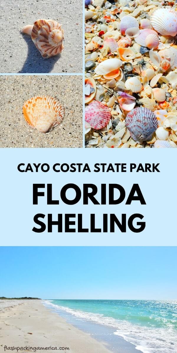 Best Cayo Costa State Park shelling. Best beaches in Cayo Costa island for shelling. Best gulf coast Florida beaches for shelling. Cayo Costa shells. southwest florida travel blog.
