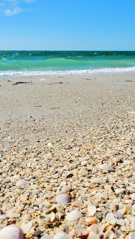 cayo costa state park shells. florida gulf coast shells. southwest florida travel blog