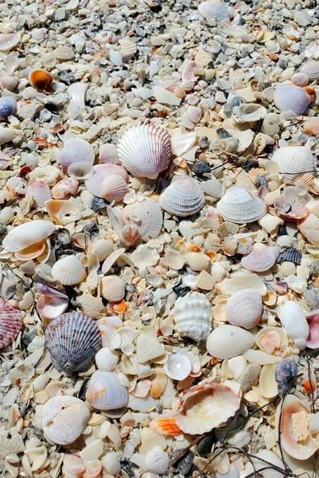 cayo costa state park shells. florida gulf coast shells. southwest florida travel blog