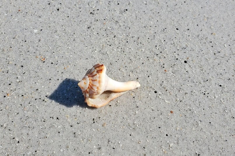 cayo costa state park shells. florida gulf coast shells. southwest florida travel blog