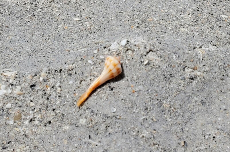 cayo costa state park shells. florida gulf coast shells. southwest florida travel blog