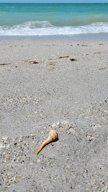cayo costa state park shells. florida gulf coast shells. southwest florida travel blog