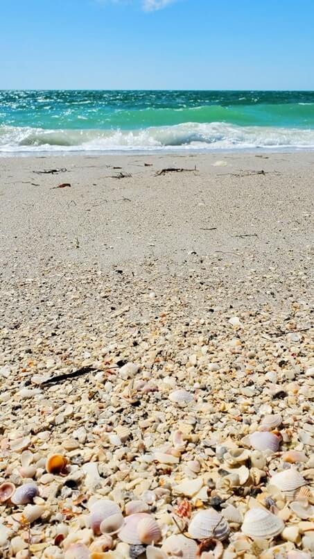 Best Cayo Costa State Park shelling: cayo costa shells. best cayo costa beaches for shelling. cayo costa seashells. gulf coast florida travel blog