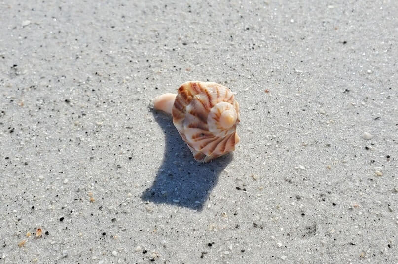 Best Cayo Costa State Park shelling: cayo costa shells. best cayo costa beaches for shelling. cayo costa seashells. gulf coast florida travel blog