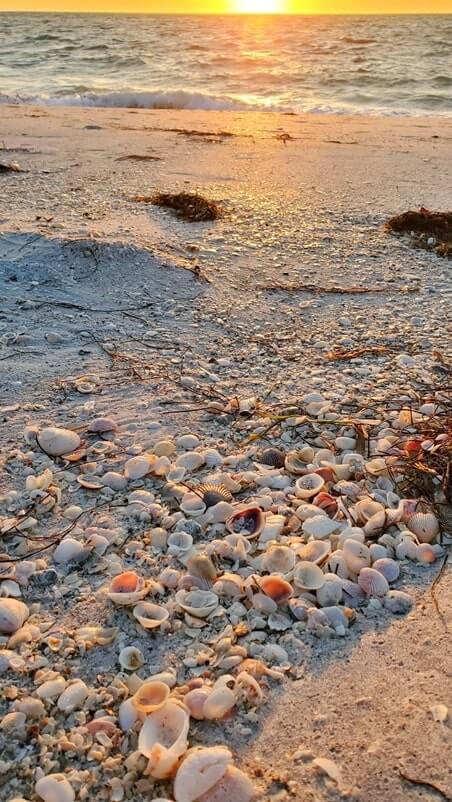 cayo costa state park shells. cayo costa state park beach sunset. florida gulf coast shells. southwest florida travel blog