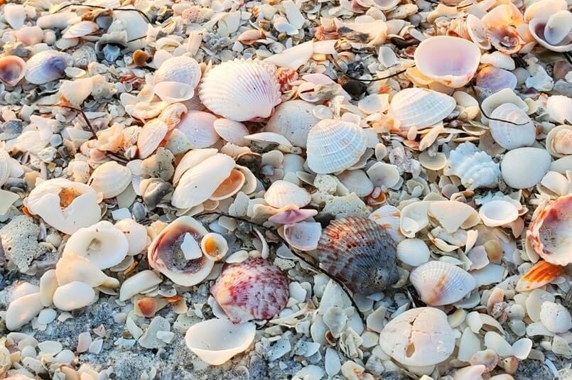 cayo costa state park shells. florida gulf coast shells. southwest florida travel blog