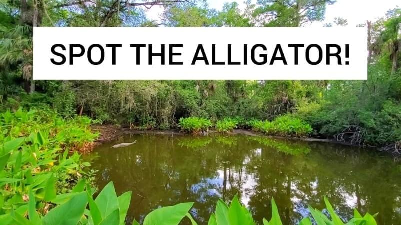 fakahatchee strand preserve state park alligator hike: alligator pond hike. florida state park alligators. florida everglades. florida travel blog