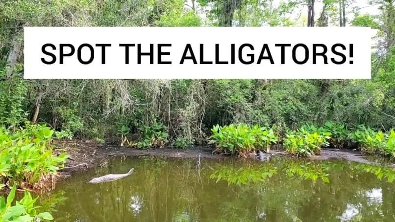 fakahatchee strand preserve state park alligator hike: alligator pond hike. florida state park alligators. florida everglades. florida travel blog