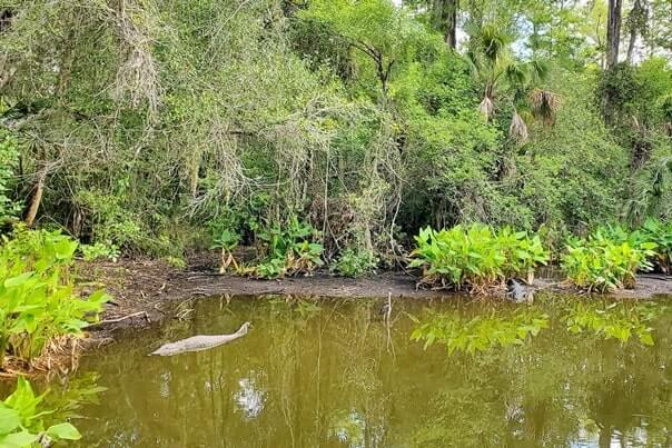 fakahatchee strand preserve state park alligator hike: alligator pond hike. florida state park alligators. florida everglades. florida travel blog