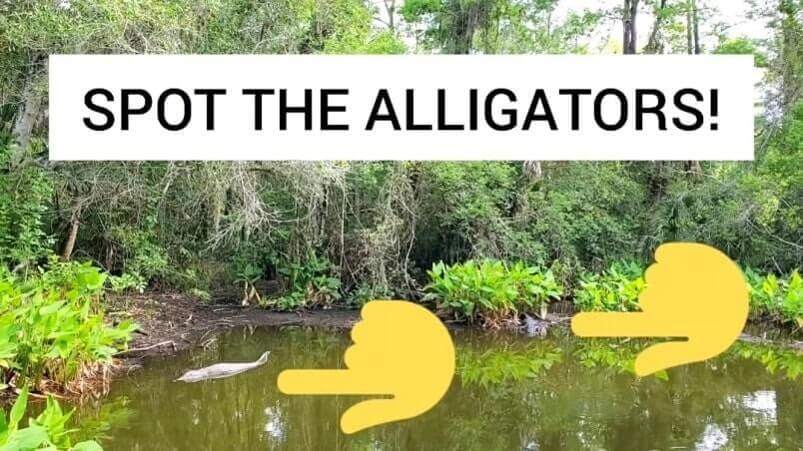 fakahatchee strand preserve state park alligator hike: alligator pond hike. florida state park alligators. florida everglades. florida travel blog