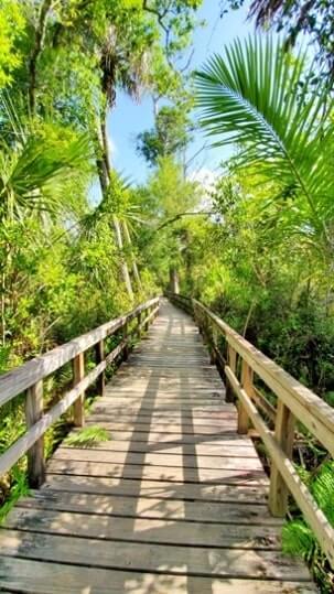 fakahatchee strand preserve state park alligator hike: big bend cypress trail to alligator pond. florida state park alligators. florida everglades. florida travel blog