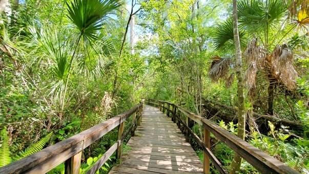 fakahatchee strand preserve state park alligator hike: big bend cypress trail to alligator pond. florida state park alligators. florida everglades. florida travel blog