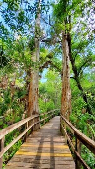 fakahatchee strand preserve state park alligator hike: big bend cypress trail to alligator pond. florida state park alligators. florida everglades. florida travel blog