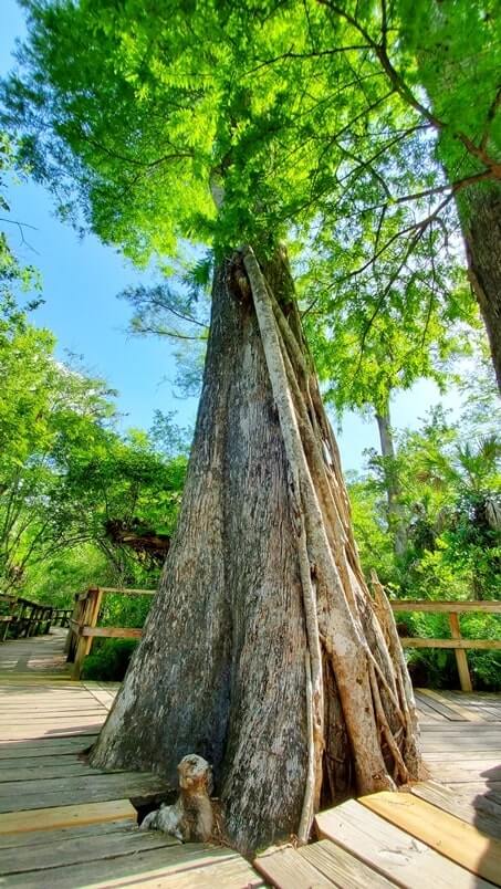 southwest florida camping near fakahatchee strand preserve state park