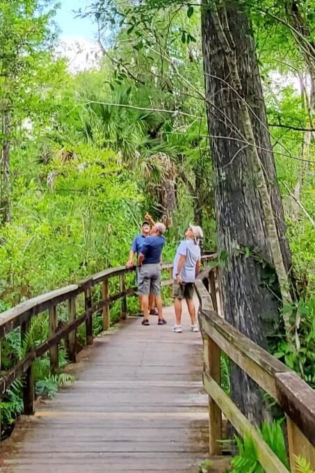 fakahatchee strand preserve state park alligator hike: big bend cypress trail to alligator pond. florida state park alligators. florida everglades. florida travel blog