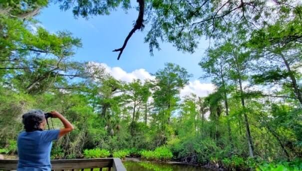 fakahatchee strand preserve state park alligator hike: big bend cypress trail to alligator pond. florida state park alligators. florida everglades. florida travel blog