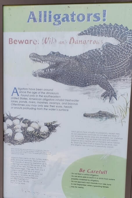 about fakahatchee strand state park alligators. florida state park alligators. florida everglades. florida travel blog