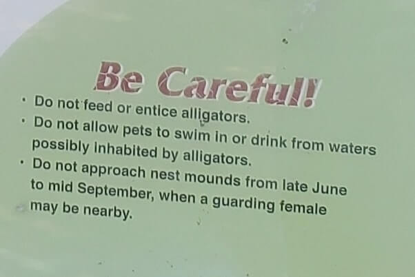 there are alligators in fakahatchee strand state park. florida state park alligators. florida travel blog