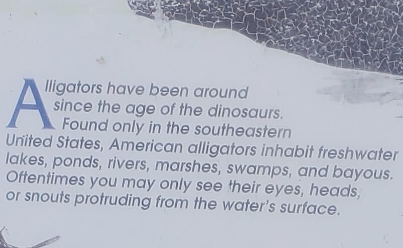 about fakahatchee strand state park alligators. florida state park alligators. florida everglades. florida travel blog