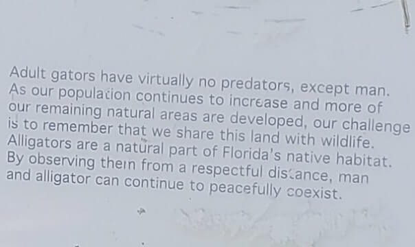 about fakahatchee strand state park alligators. florida state park alligators. florida everglades. florida travel blog