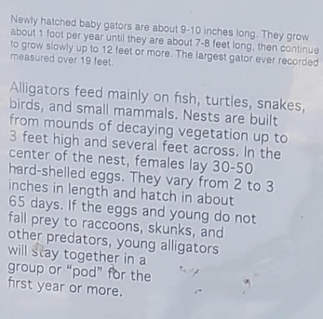 about fakahatchee strand state park alligators. florida state park alligators. florida everglades. florida travel blog