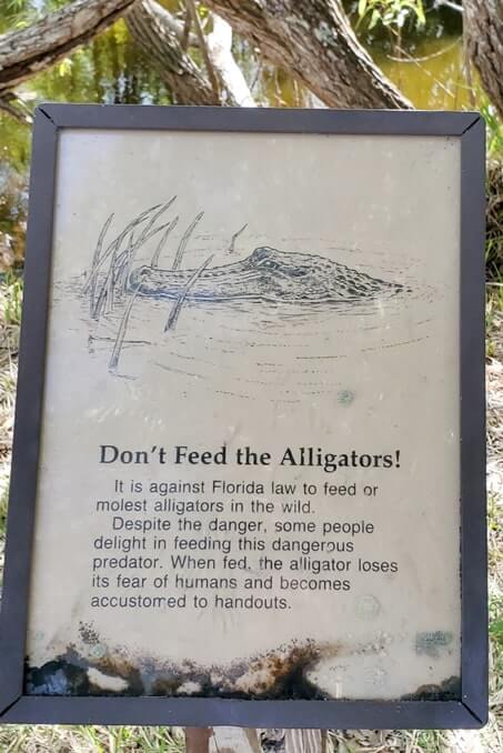 there are alligators in fakahatchee strand state park. florida state park alligators. florida travel blog