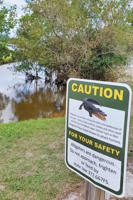 there are alligators in fakahatchee strand state park. florida state park alligator sign. florida travel blog