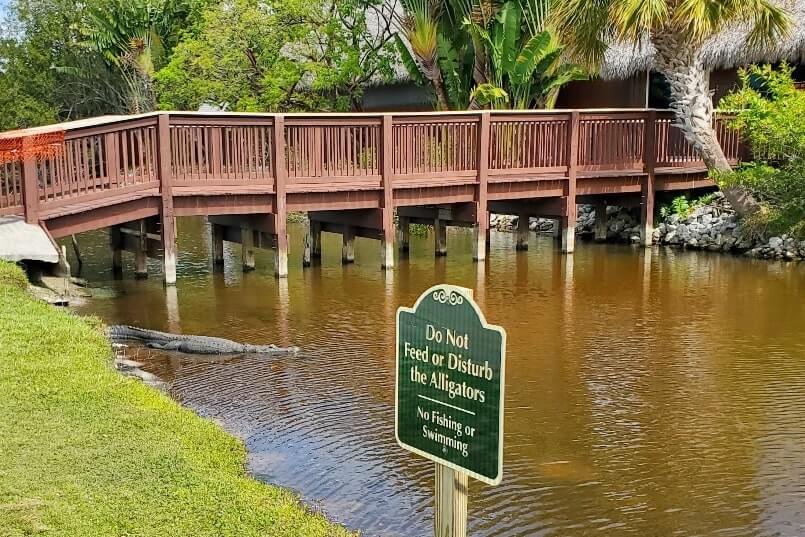 there are alligators in fakahatchee strand state park. florida state park alligators. florida travel blog