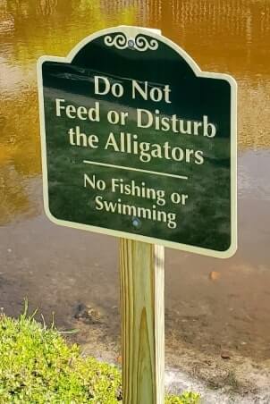 there are alligators in fakahatchee strand state park. florida state park alligators. florida travel blog