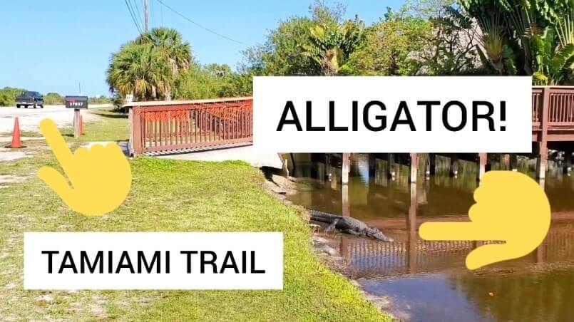 fakahatchee strand state park alligators: where to see alligators near tamiami trail. florida state park alligators. florida everglades. florida travel blog