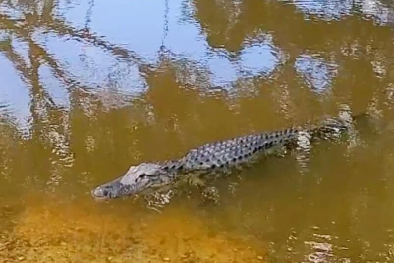 fakahatchee strand state park alligators: where to see alligators near tamiami trail. florida state park alligators. florida everglades. florida travel blog