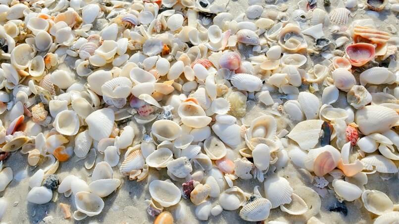 Marco Island shells at south beach. marco island shelling. marco island seashells. gulf coast florida travel blog