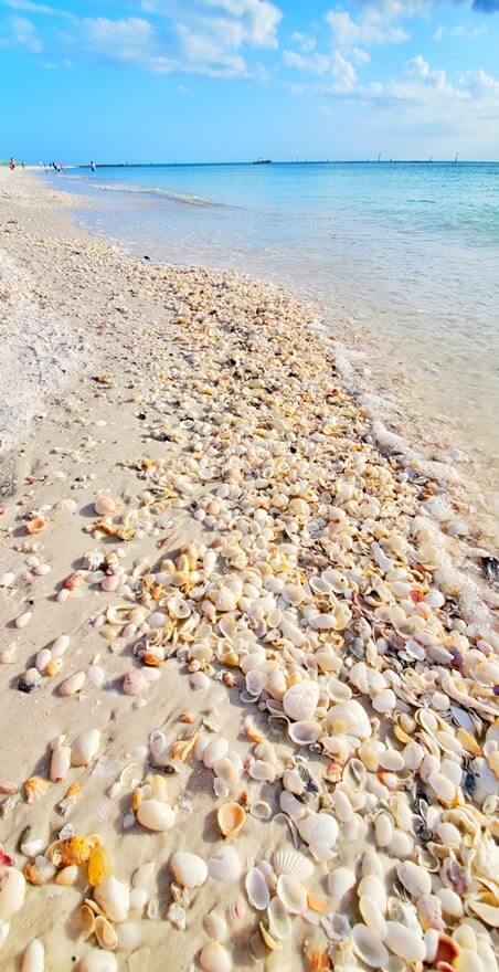 Marco Island shells at south beach. marco island shelling. marco island seashells. gulf coast florida travel blog