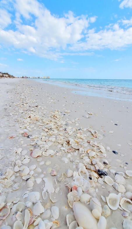 Marco Island shells at tigertail beach. marco island shelling. marco island seashells. gulf coast florida travel blog