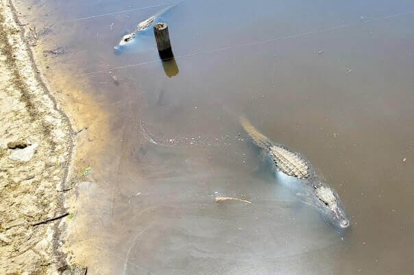 Marco Island to Tampa drive: myakka river state park. where to see alligators between marco island and tampa. marco island to myakka river state park to tampa. florida road trip travel blog