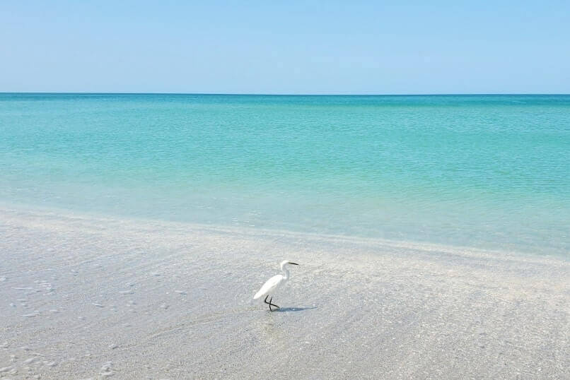 Marco Island to Tampa drive: captiva island. bird watching between marco island and tampa. marco island to captiva island to tampa. florida road trip travel blog