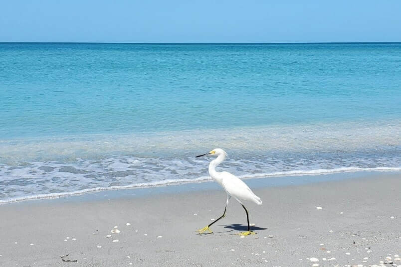 Marco Island to Tampa drive: captiva island. bird watching between marco island and tampa. marco island to captiva island to tampa. florida road trip travel blog