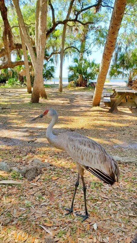 Marco Island to Tampa drive: myakka river state park. bird watching between marco island and tampa. marco island to myakka river state park to tampa. florida road trip travel blog