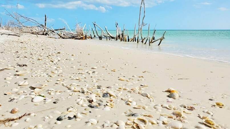 Marco Island to Tampa drive: marco island shelling. florida road trip travel blog