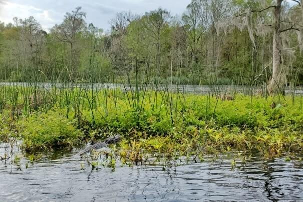 Pensacola to Orlando drive: Stop to do wakulla springs state park boat tour. where to see alligators between pensacola and orlando. florida road trip travel blog