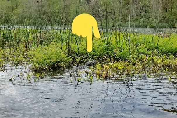 Pensacola to Orlando drive: Stop to do wakulla springs state park boat tour. where to see alligators between pensacola and orlando. florida road trip travel blog
