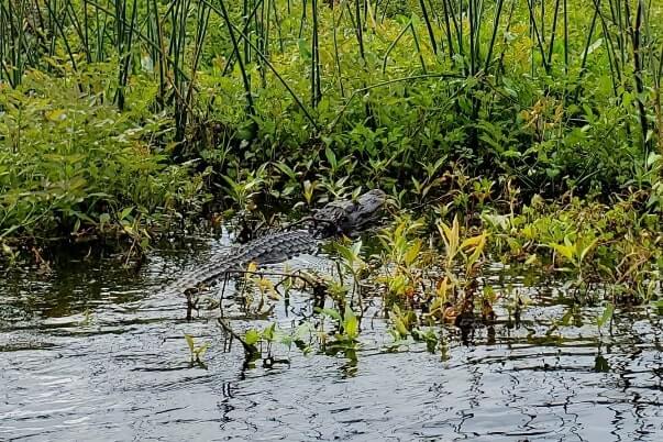 Pensacola to Orlando drive: Stop to do wakulla springs state park boat tour. where to see alligators between pensacola and orlando. florida road trip travel blog
