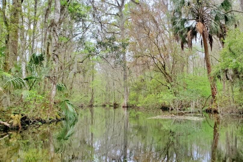 Pensacola to Orlando drive: Stop to do wakulla springs state park boat tour. florida jungle between pensacola and orlando. florida road trip travel blog
